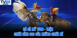 Đá Gà Mỹ TV88 – Trận Chiến Đỉnh Cao Của Những Chiến Kê