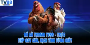 Đá Gà Thomo TV88 – Trực Tiếp Gay Cấn, Kịch Tính Từng Giây